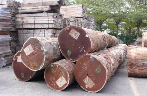 Afromosia Wood Log