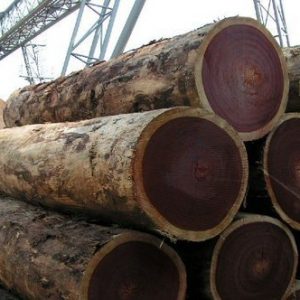 Azobe hardwood