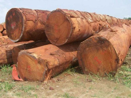 Doussie Wood Logs