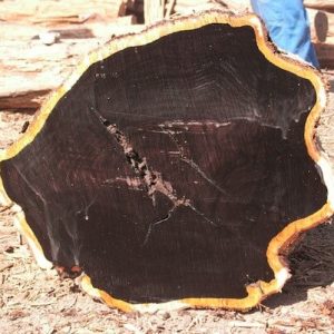 Ebony ( Black Ebony ) Wood Logs