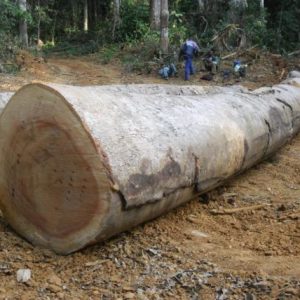 Ekop Wood Logs