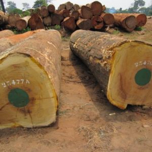 Iroko hardwood