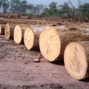 Makore hardwood