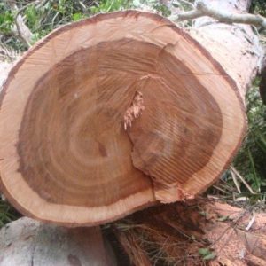Moabi Wood Logs