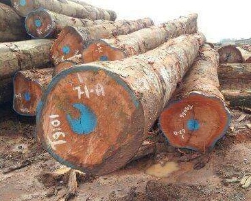 Padauk Wood Logs