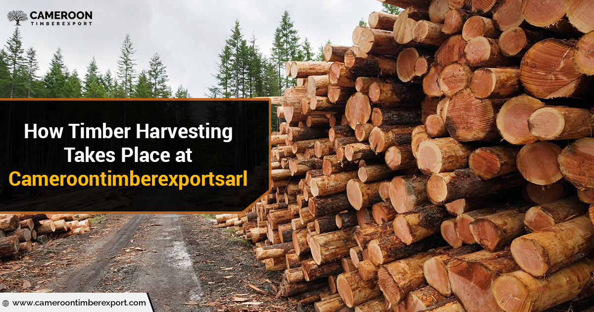 timber harvesting process