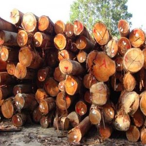 meranti wood logs