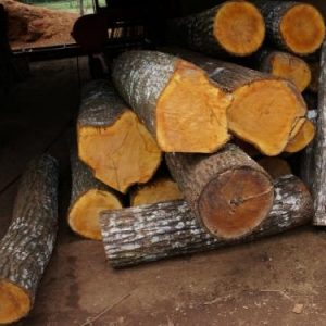 spanish cedar