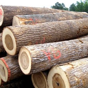 poplar