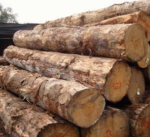 eucalyptus wood logs