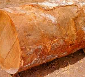 jatoba wood logs