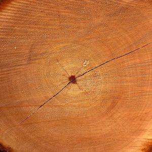 Ilomba Wood