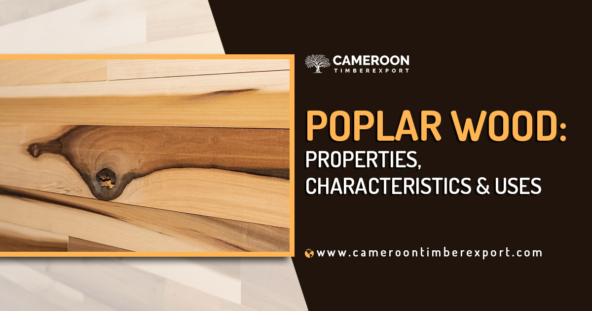 Poplar Wood