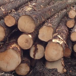 Spruce Wood