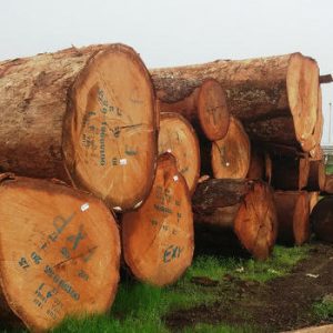 Ayous Wood Logs