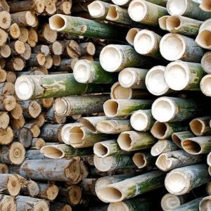 bamboo wood