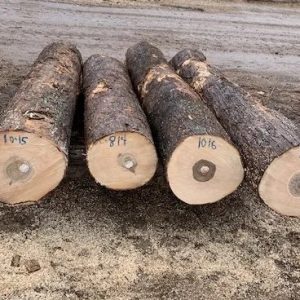 basswood