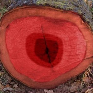 bloodwood