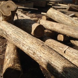 bocote wood