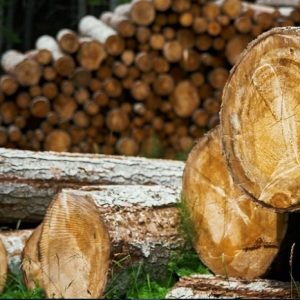 locust wood