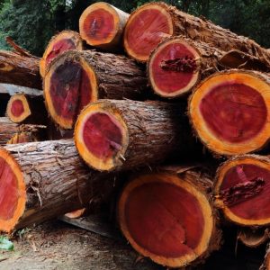redwood