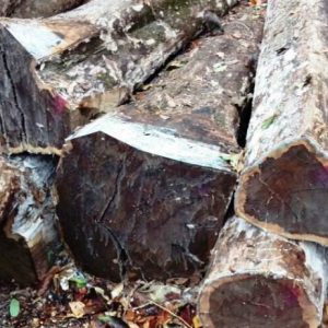 ziricote wood